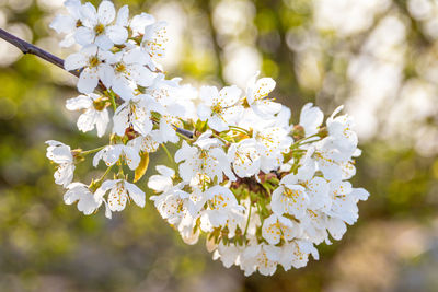 Close-up of white cherry blossom tree