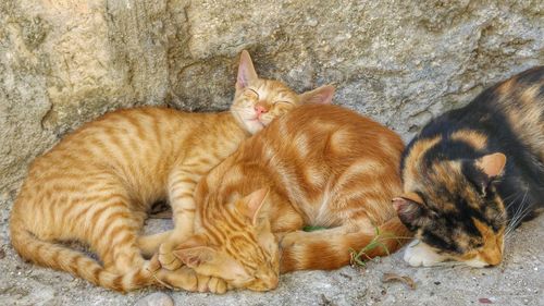 High angle view of ginger cat lying down