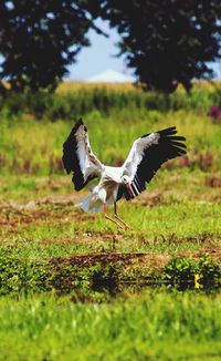 Bird flying over a field