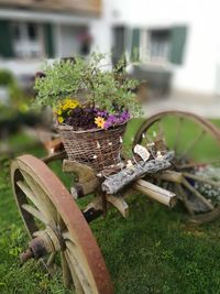 Close-up of plant in basket