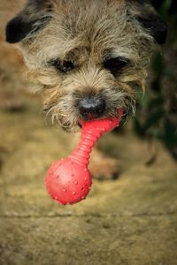 Close-up of border terrier carrying toy