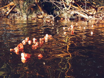 View of ducks floating on lake