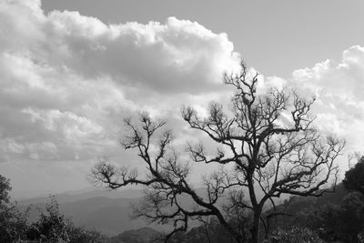 Low angle view of bare trees against sky