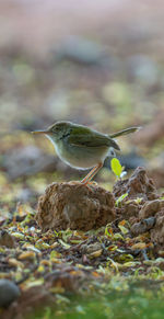 Close-up of bird eating food on land