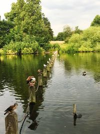 Swan swimming on lake