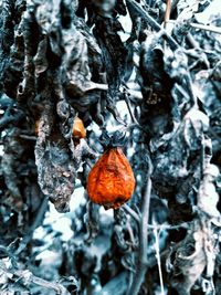 Close-up of orange fruit on tree during winter