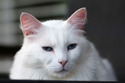 Close-up portrait of white cat