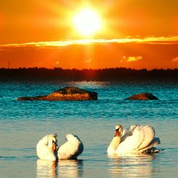 Swans swimming in water at sunset