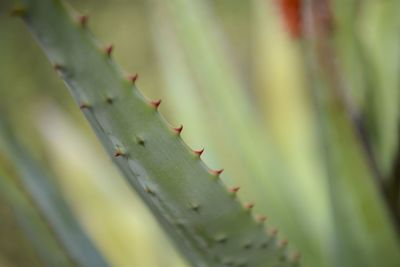 Close-up of succulent plant