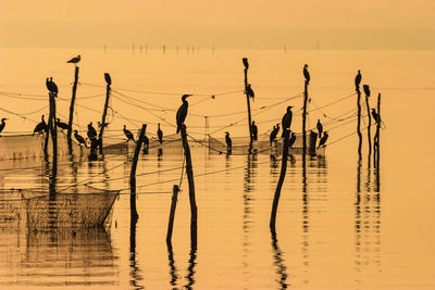 Sunset by the sea with birds and fishing nets