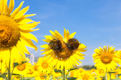 Close-up of bee on sunflower