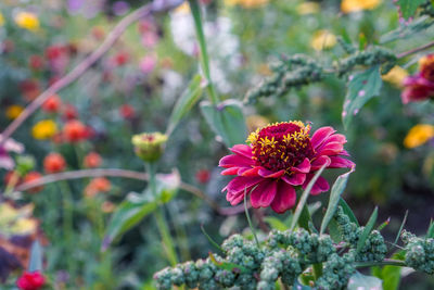 Close-up of pink flower