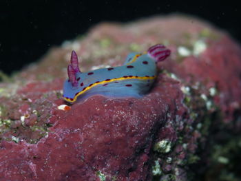 Close-up of fish swimming in sea