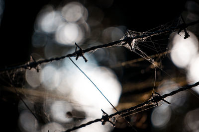 Close-up of spider web on barbed wire fence