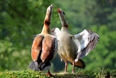 Geese on grassy field