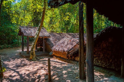 View of trees in forest