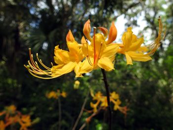 Close-up of yellow flowers