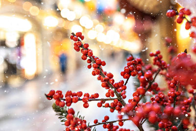 Christmas background. branches with red berries on the street.evening holiday lights.