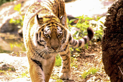 Close-up of tiger