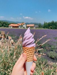 Lavender icecream at lavender farm 
