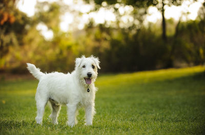 Portrait of dog on grass