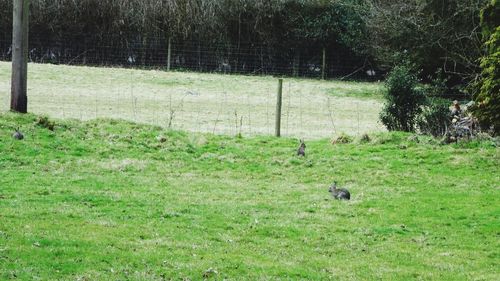 Ducks on grassy field