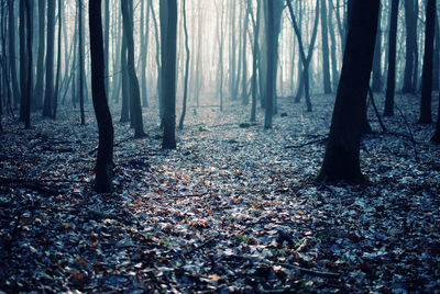 Trees in forest