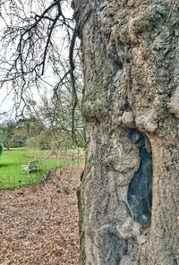 Close-up of tree trunk