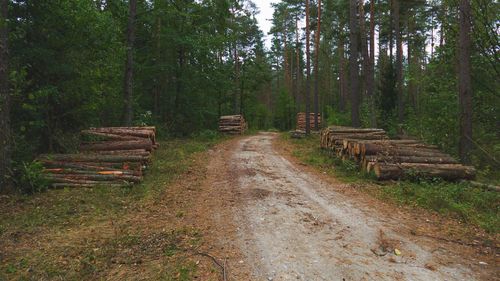 Empty dirt road amidst trees in forest