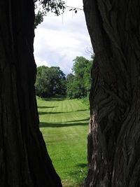 Trees on grassy field