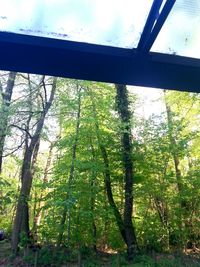 Low angle view of trees against sky