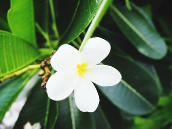 Close-up of frangipani blooming outdoors