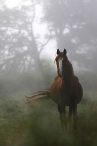 Horse standing in a field, running in the mist