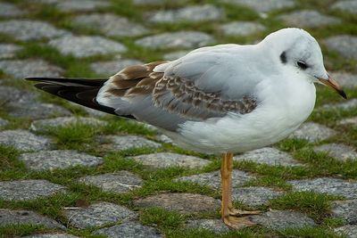 Close-up of seagull perching on street