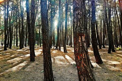 Trees in forest