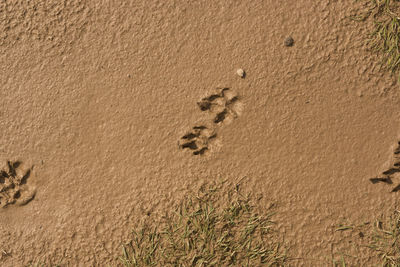 High angle view of footprints on sand at beach