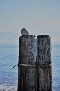 Close-up of bird perching on wooden post by sea against sky