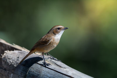 Close-up of bird perching on wood