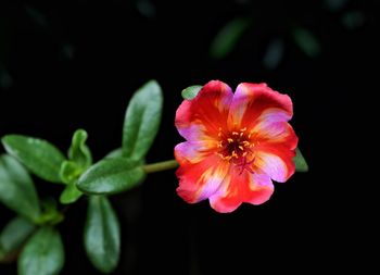 Close-up of pink flower against black background