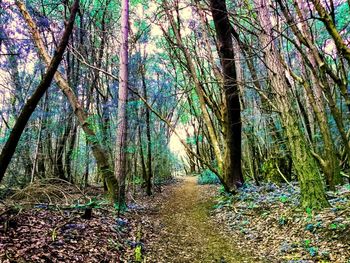 Trees in forest during autumn