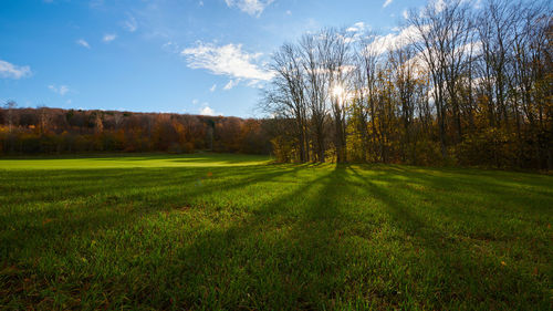 Trees on field against sky