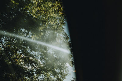 Low angle view of trees against clear sky at night