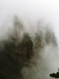 Trees on landscape against sky