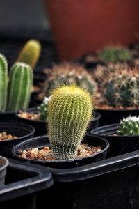 Close-up of succulent plant