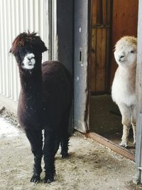 View of dogs on door