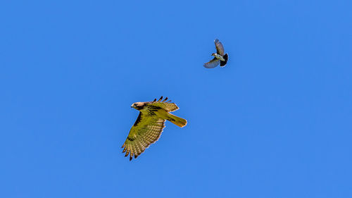 Low angle view of two birds flying against clear blue sky, small guy vs big intruder