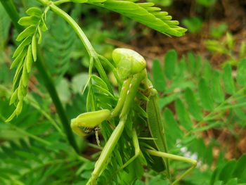 Close-up of insect on plant