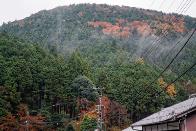 Scenic view of trees and mountains in forest