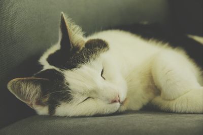 Close-up of cat sleeping