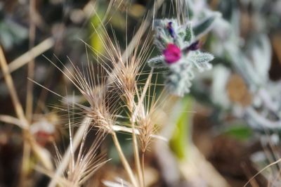 Close-up of flowers